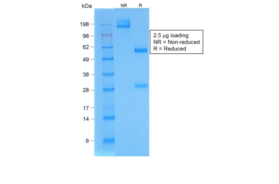 SDS-PAGE - Anti-BrdU Antibody [BRD/1539R] - BSA and Azide free (A254204) - Antibodies.com