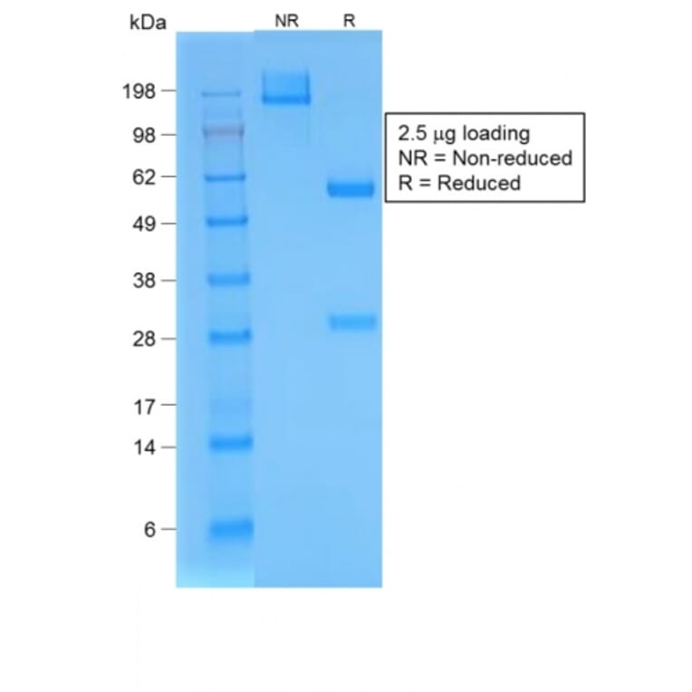 SDS-PAGE - Anti-BrdU Antibody [BRD/1539R] - BSA and Azide free (A254204) - Antibodies.com