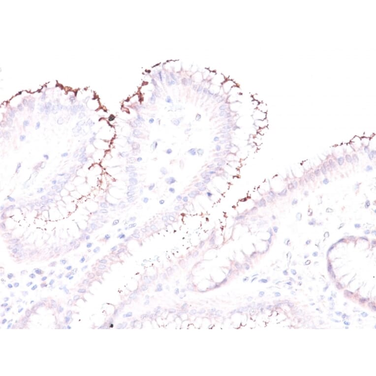Immunohistochemistry - Anti-Helicobacter Pylori Antibody - BSA and Azide free (A254205) - Antibodies.com