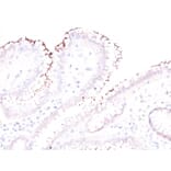 Immunohistochemistry - Anti-Helicobacter Pylori Antibody - BSA and Azide free (A254205) - Antibodies.com