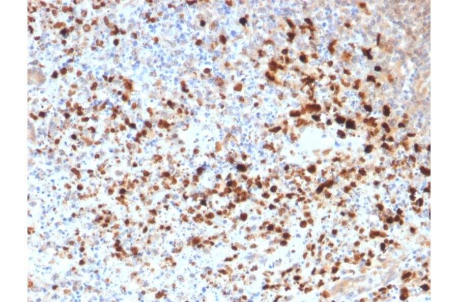 Immunohistochemistry - Anti-HSV1 Antibody - BSA and Azide free (A254206) - Antibodies.com