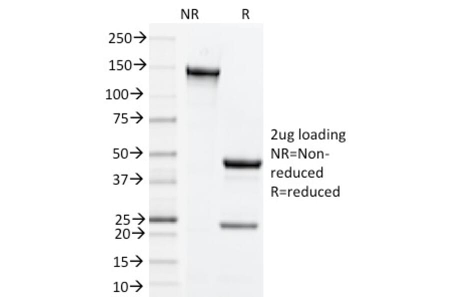 SDS-PAGE - Anti-CD134 Antibody [OX-86] - BSA and Azide free (A254213) - Antibodies.com