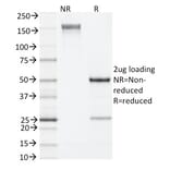 SDS-PAGE - Anti-IL-4 Antibody [11B11] - BSA and Azide free (A254214) - Antibodies.com