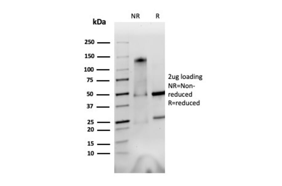 SDS-PAGE - Anti-Integrin alpha V + beta 6 Antibody [AvB6 53a.2] - BSA and Azide free (A254216) - Antibodies.com