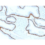 Immunohistochemistry - Anti-Cytokeratin 5 Antibody [KRT5/2080] (A254280) - Antibodies.com