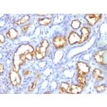 Immunohistochemistry - Anti-CD10 Antibody [56C6] (A254283) - Antibodies.com