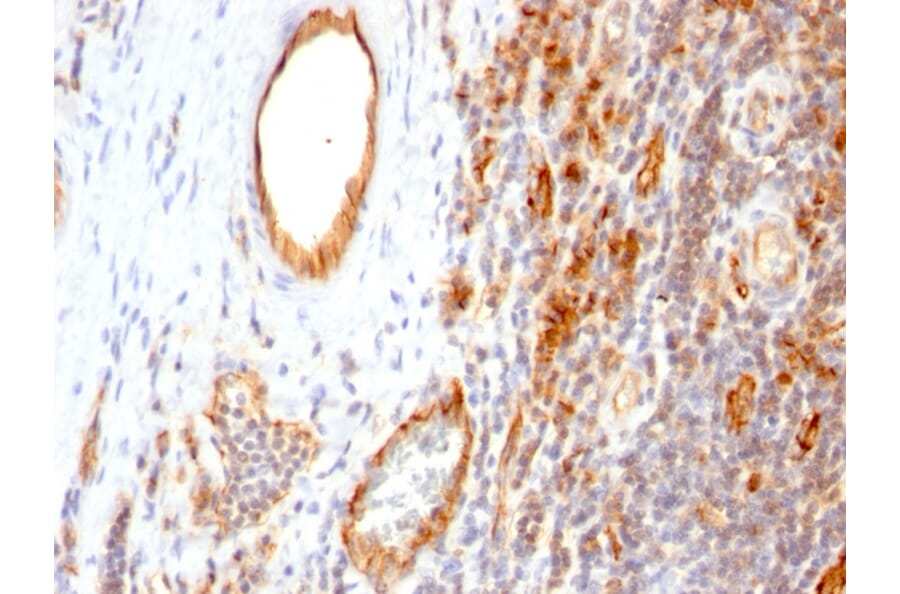 Immunohistochemistry - Anti-CD31 Antibody [1A10] (A253678) - Antibodies.com