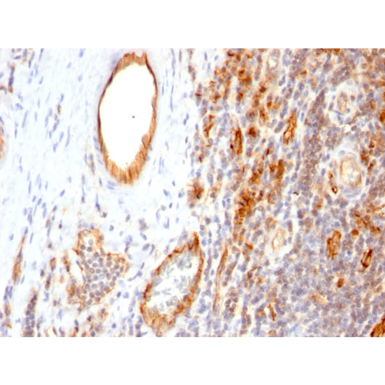 Immunohistochemistry - Anti-CD31 Antibody [1A10] (A253678) - Antibodies.com
