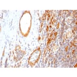 Immunohistochemistry - Anti-CD31 Antibody [1A10] (A253678) - Antibodies.com