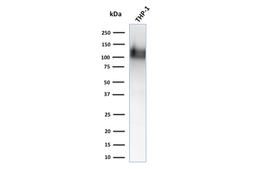 Western Blot - Anti-CD31 Antibody [1A10] (A252930) - Antibodies.com