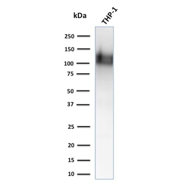 Western Blot - Anti-CD31 Antibody [1A10] (A252930) - Antibodies.com