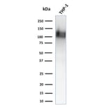 Western Blot - Anti-CD31 Antibody [1A10] (A252930) - Antibodies.com