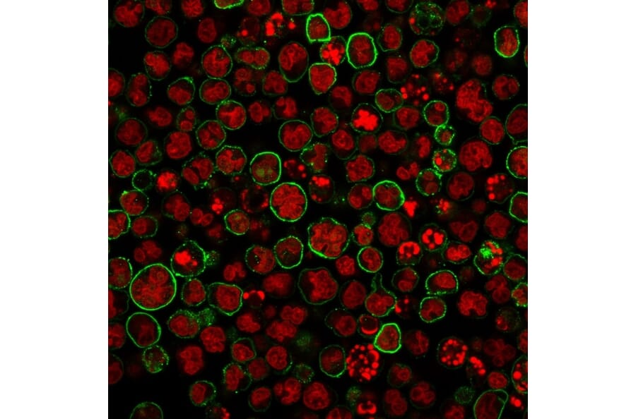 Immunofluorescence - Anti-CD20 Antibody [SPM494] (A254286) - Antibodies.com