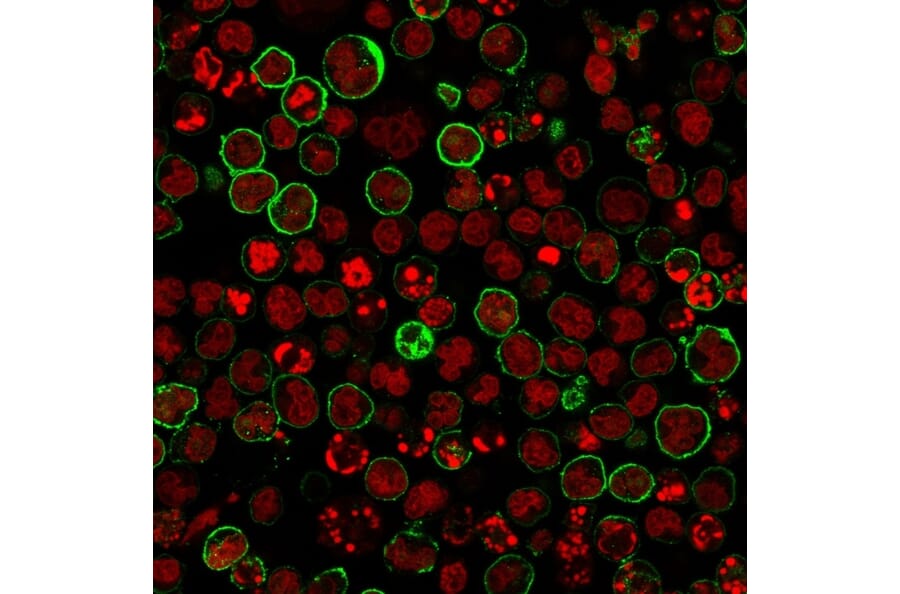 Immunofluorescence - Anti-CD20 Antibody [L26 + IGEL/773] (A254287) - Antibodies.com