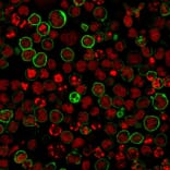 Immunofluorescence - Anti-CD20 Antibody [L26 + IGEL/773] (A254287) - Antibodies.com