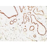 Immunohistochemistry - Anti-Calponin 1 Antibody [CNN1/832 + CALP] - BSA and Azide free (A254299) - Antibodies.com
