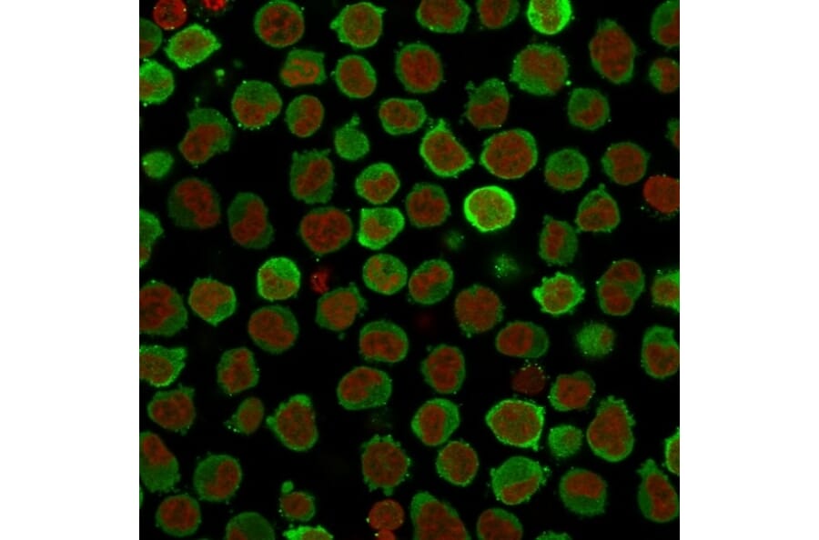Immunofluorescence - Anti-Calponin 1 Antibody [CNN1/832 + CALP] - BSA and Azide free (A254299) - Antibodies.com