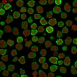 Immunofluorescence - Anti-Calponin 1 Antibody [CNN1/832 + CALP] - BSA and Azide free (A254299) - Antibodies.com
