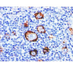Immunohistochemistry - Anti-CD15 Antibody [Leu-M1] - BSA and Azide free (A254303) - Antibodies.com
