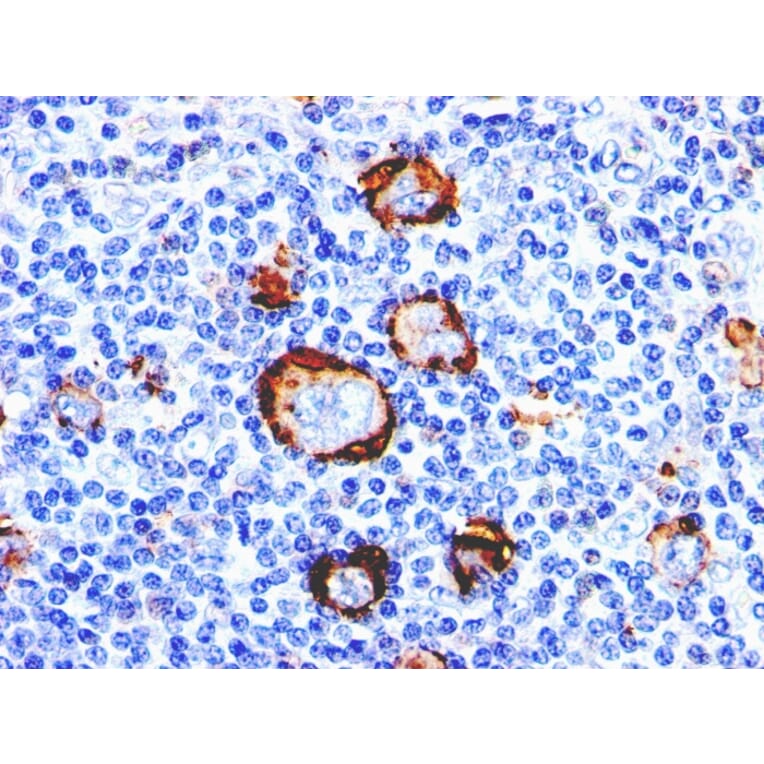 Immunohistochemistry - Anti-CD15 Antibody [Leu-M1] - BSA and Azide free (A254303) - Antibodies.com