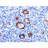 Immunohistochemistry - Anti-CD15 Antibody [Leu-M1] - BSA and Azide free (A254303) - Antibodies.com