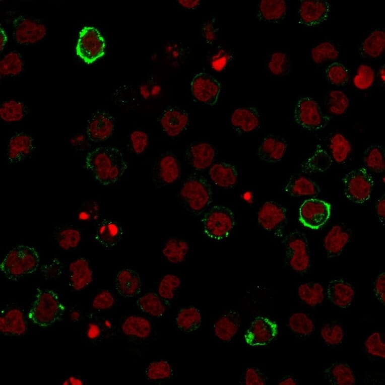 Immunofluorescence - Anti-CD15 Antibody [Leu-M1] - BSA and Azide free (A254303) - Antibodies.com