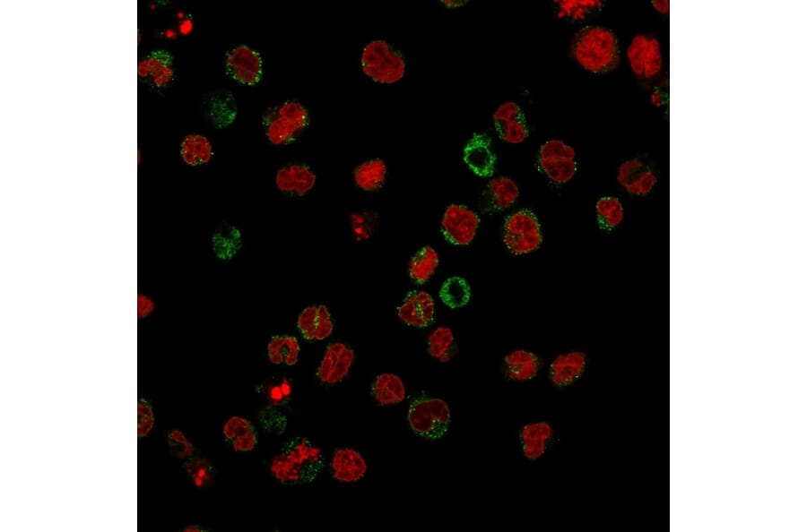 Immunofluorescence - Anti-CD15 Antibody [FR4A5] - BSA and Azide free (A254306) - Antibodies.com