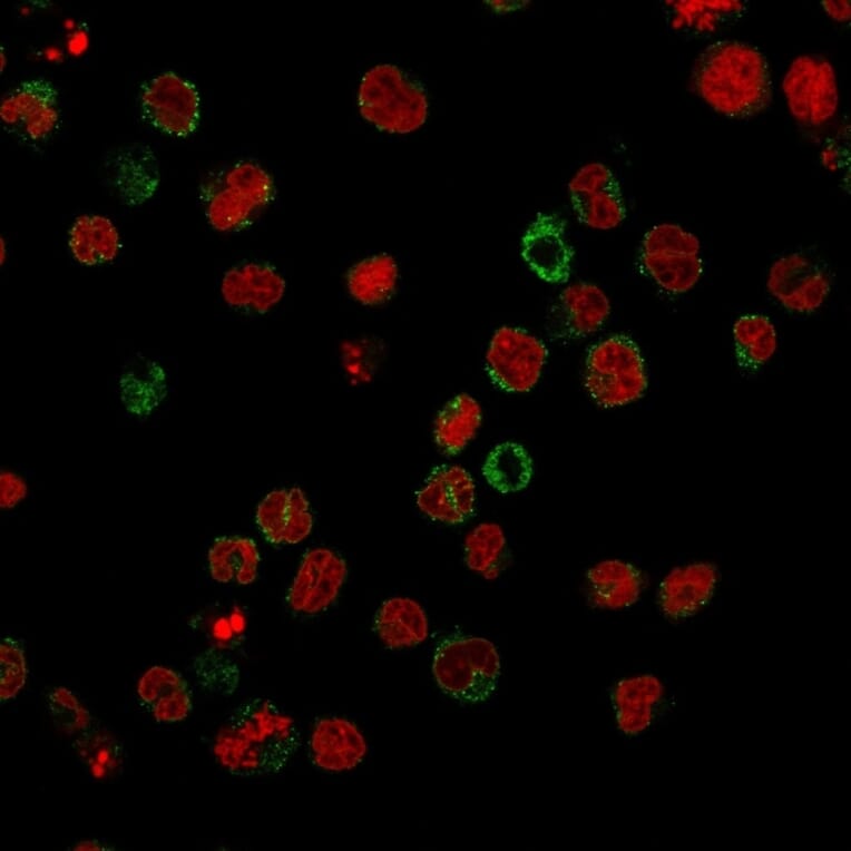Immunofluorescence - Anti-CD15 Antibody [FR4A5] - BSA and Azide free (A254306) - Antibodies.com