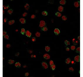 Immunofluorescence - Anti-CD15 Antibody [SPM490] - BSA and Azide free (A254306) - Antibodies.com