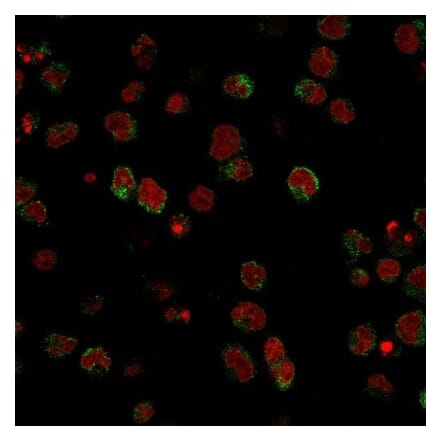 Immunofluorescence - Anti-CD15 Antibody [SPM490] - BSA and Azide free (A254306) - Antibodies.com