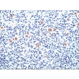 Immunohistochemistry - Anti-CD15 Antibody [SPM490] - BSA and Azide free (A254307) - Antibodies.com