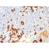 Immunohistochemistry - Anti-CD15 Antibody [FUT4/815 + BRA-4F1] - BSA and Azide free (A254307) - Antibodies.com