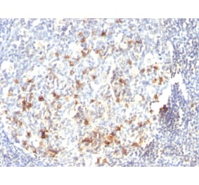 Immunohistochemistry - Anti-CD57 Antibody [HNK-1 or Leu-7] - BSA and Azide free (A254309) - Antibodies.com