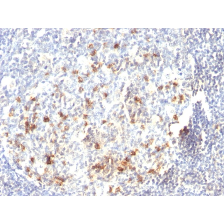 Immunohistochemistry - Anti-CD57 Antibody [HNK-1 or Leu-7] - BSA and Azide free (A254309) - Antibodies.com