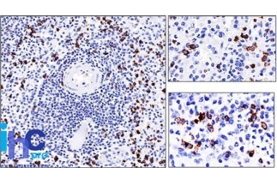 Immunohistochemistry - Anti-CD57 Antibody [NK-1] - BSA and Azide free (A254311) - Antibodies.com