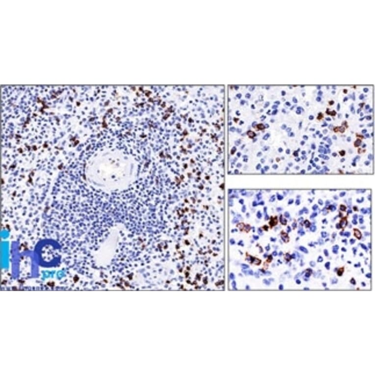 Immunohistochemistry - Anti-CD57 Antibody [NK-1] - BSA and Azide free (A254311) - Antibodies.com