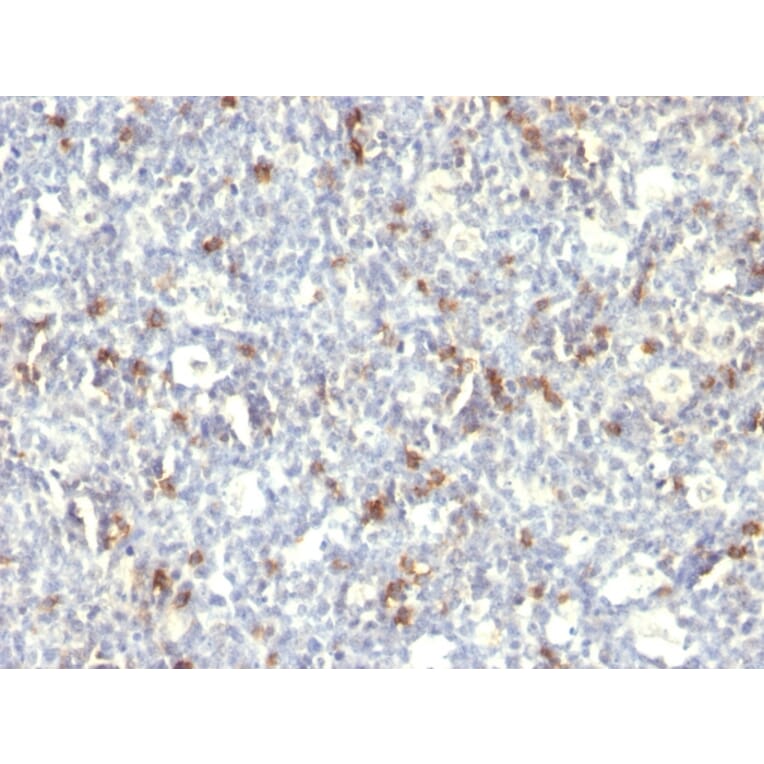 Immunohistochemistry - Anti-CD57 Antibody [SPM129] - BSA and Azide free (A254312) - Antibodies.com