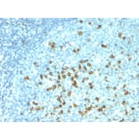 Immunohistochemistry - Anti-CD57 Antibody [HNK-1 + NK-1] - BSA and Azide free (A254313) - Antibodies.com