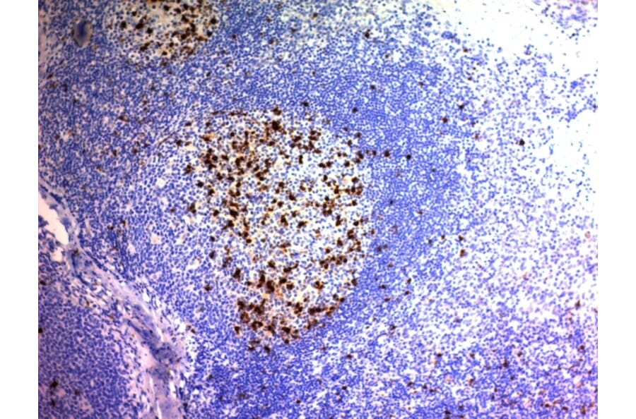 Immunohistochemistry - Anti-CD57 Antibody [NK/804] - BSA and Azide free (A254314) - Antibodies.com
