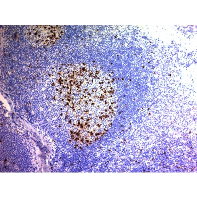 Immunohistochemistry - Anti-CD57 Antibody [NK/804] - BSA and Azide free (A254314) - Antibodies.com