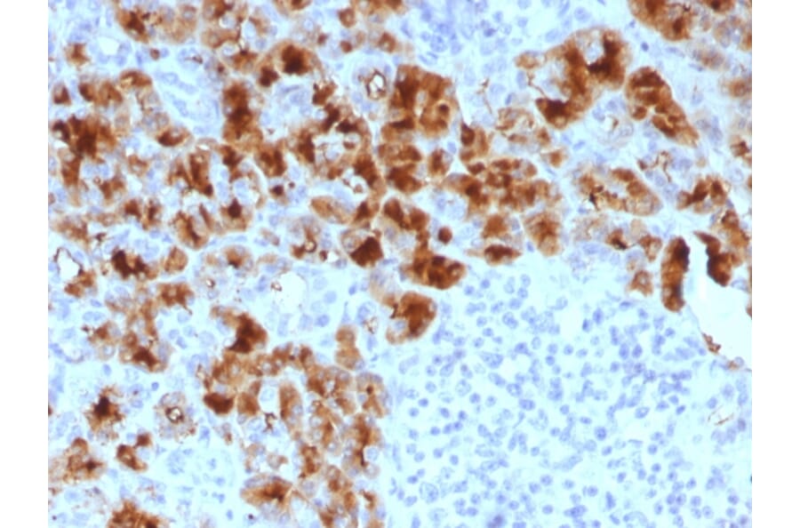 Immunohistochemistry - Anti-Glycoprotein 2 Antibody [GP2/1803] - BSA and Azide free (A254316) - Antibodies.com