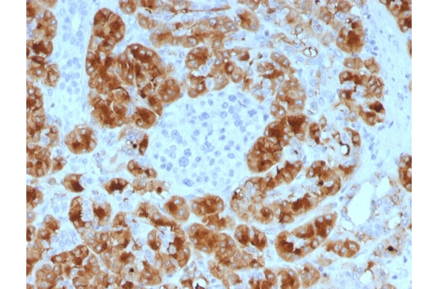 Immunohistochemistry - Anti-Glycoprotein 2 Antibody [GP2/1805] - BSA and Azide free (A254317) - Antibodies.com