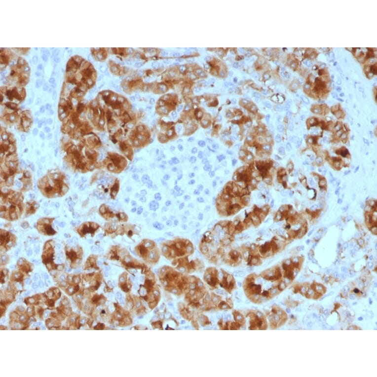 Immunohistochemistry - Anti-Glycoprotein 2 Antibody [GP2/1805] - BSA and Azide free (A254317) - Antibodies.com