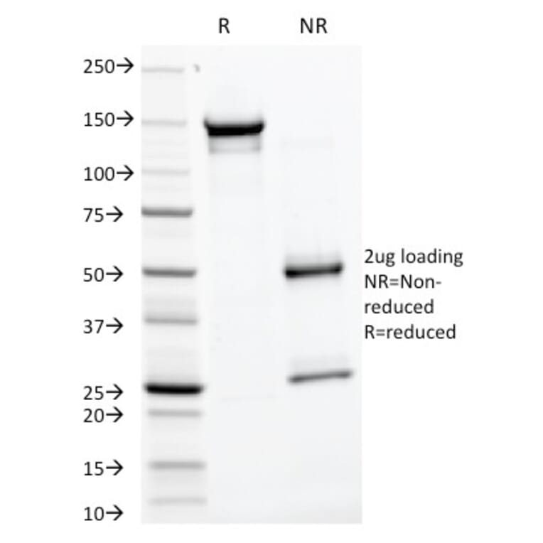 SDS-PAGE - Anti-Glycoprotein 2 Antibody [GP2/1805] - BSA and Azide free (A254317) - Antibodies.com