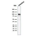 Western Blot - Anti-Glycoprotein 2 Antibody [GP2/1805] - BSA and Azide free (A254317) - Antibodies.com
