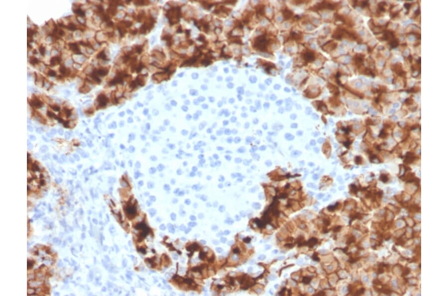 Immunohistochemistry - Anti-Glycoprotein 2 Antibody [GP2/3416] - BSA and Azide free (A254318) - Antibodies.com