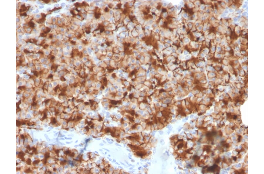 Immunohistochemistry - Anti-Glycoprotein 2 Antibody [GP2/3416] - BSA and Azide free (A254317) - Antibodies.com