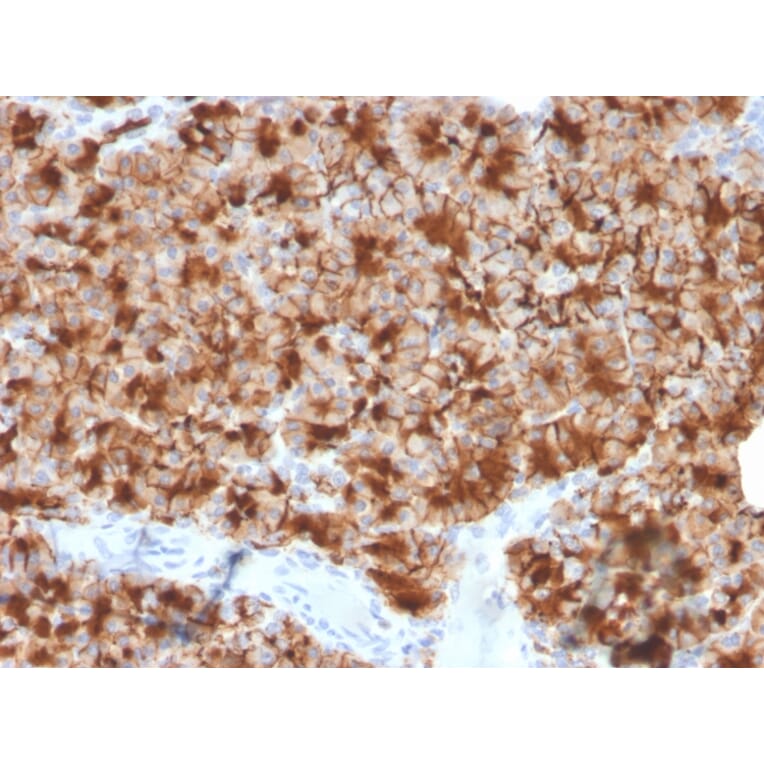 Immunohistochemistry - Anti-Glycoprotein 2 Antibody [GP2/3416] - BSA and Azide free (A254317) - Antibodies.com