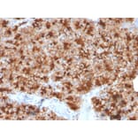 Immunohistochemistry - Anti-Glycoprotein 2 Antibody [GP2/3416] - BSA and Azide free (A254317) - Antibodies.com