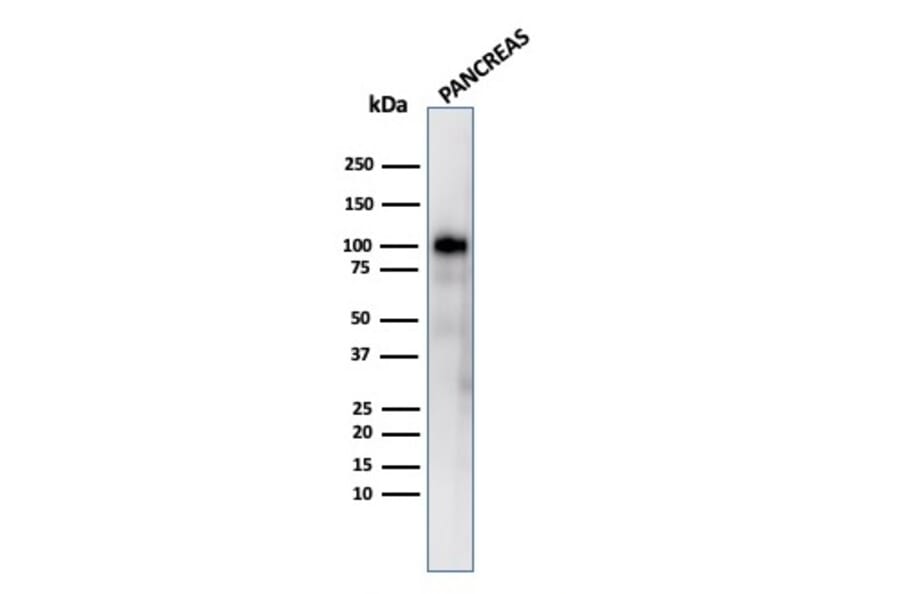 Western Blot - Anti-Glycoprotein 2 Antibody [GP2/3416] - BSA and Azide free (A254318) - Antibodies.com